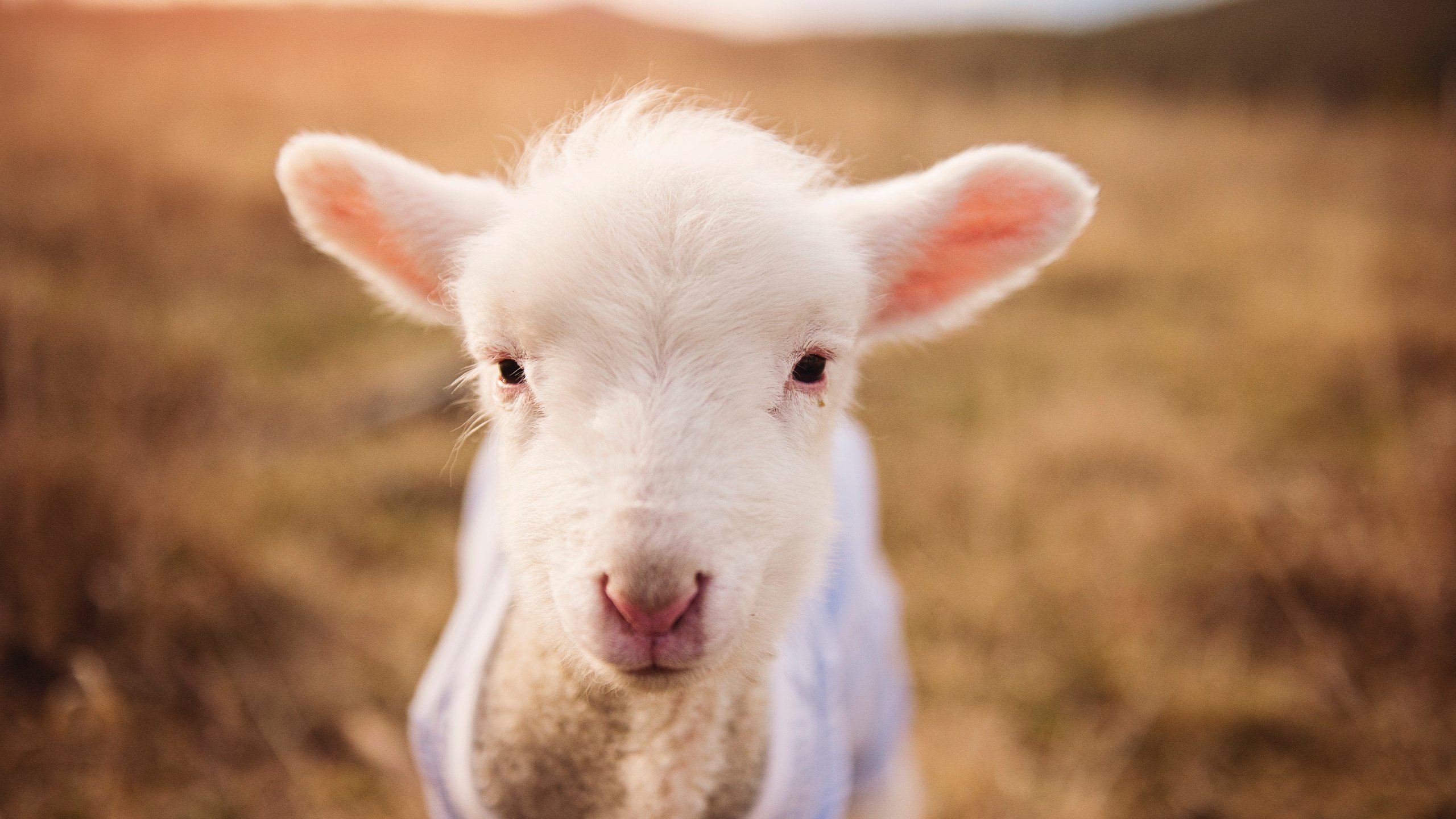 勇士在最后一分钟实现惊天逆转,库里关键三分绝杀全场!,勇士最后一场常规赛