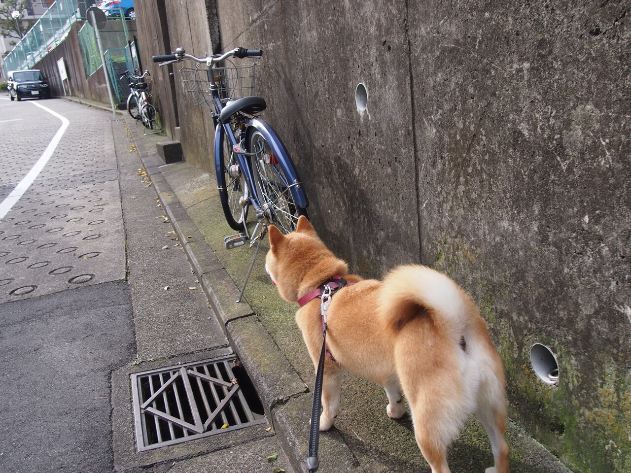 _线上运动挑战:互联网带来的新体验_,线上运动的好处